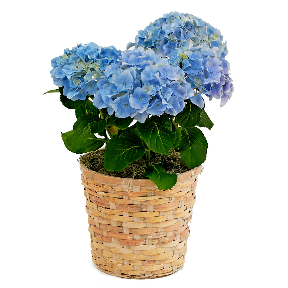 8" Washed Pot Cover Floral Supply Syndicate Floral Gift Basket and