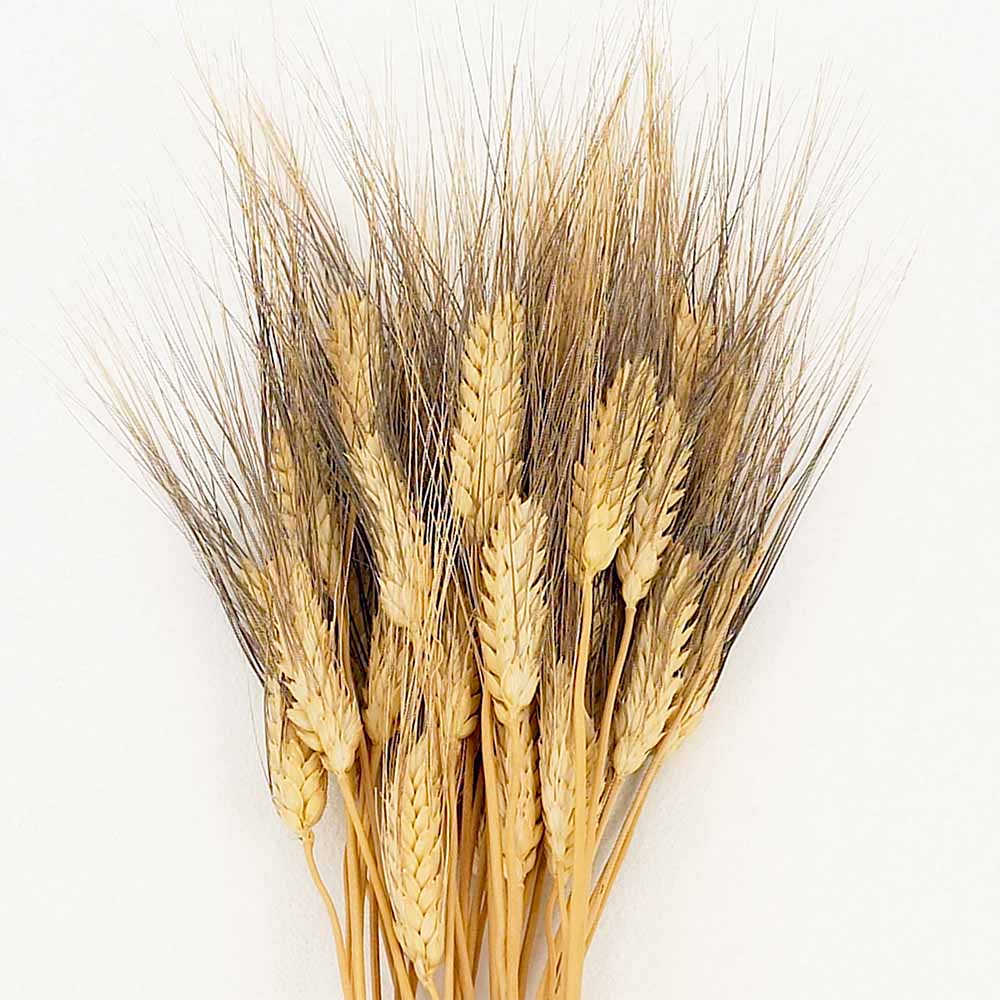 Wheat/Rye &amp; Cattails