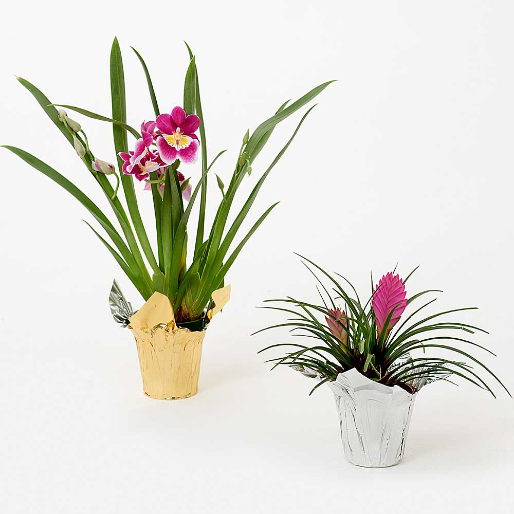 4" Foil Pot Cover Floral Supply Syndicate Floral Gift Basket and