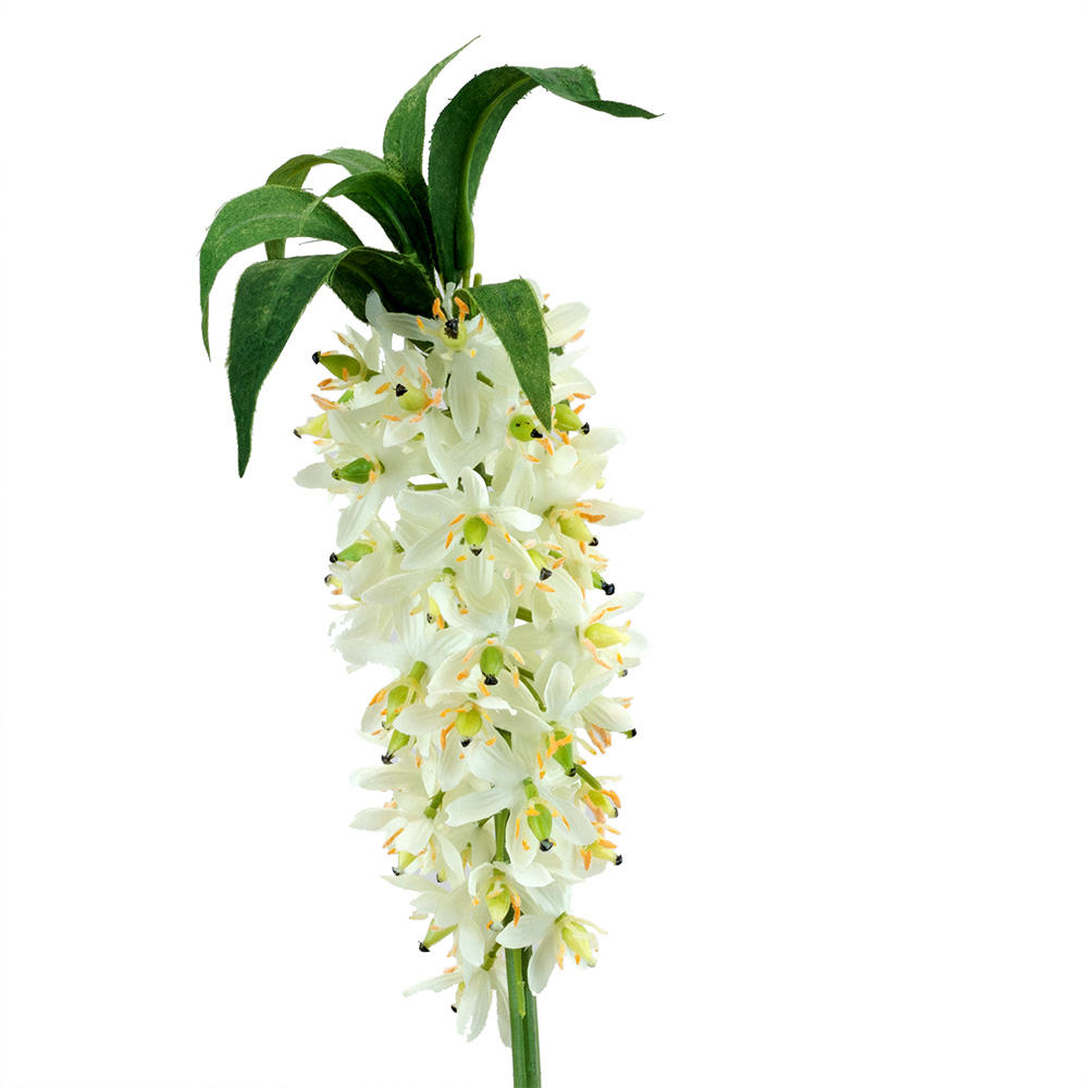 PINEAPPLE LILY,CREAM