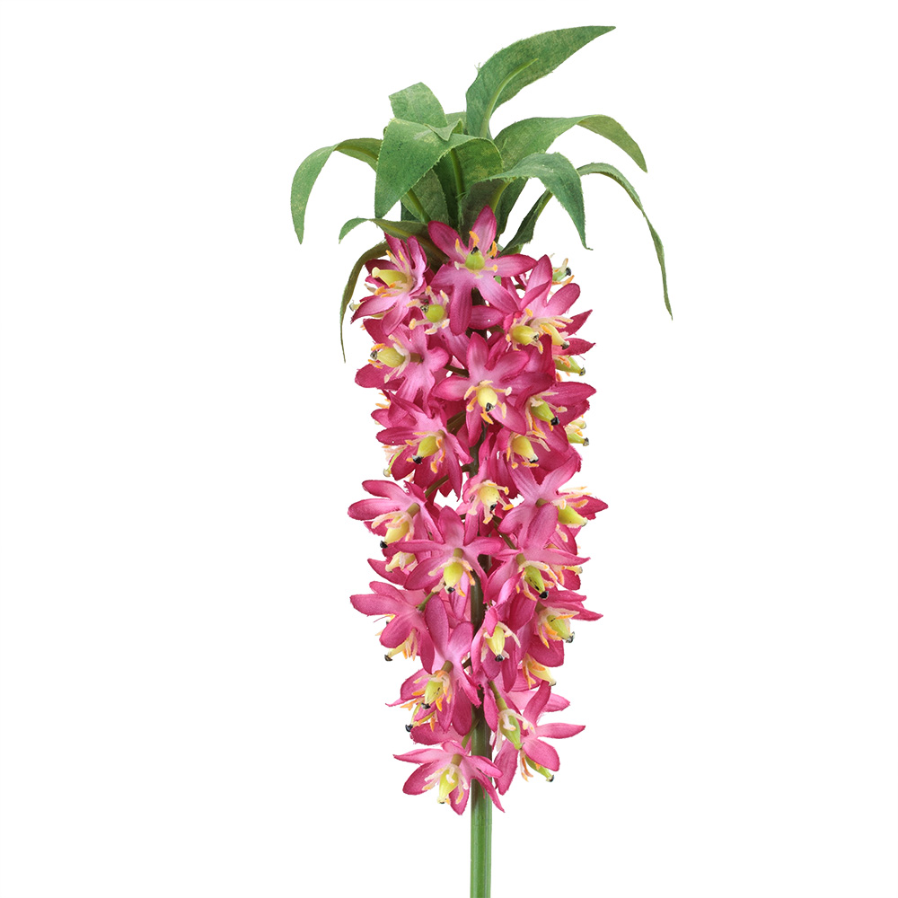 PINEAPPLE LILY,MAUVE
