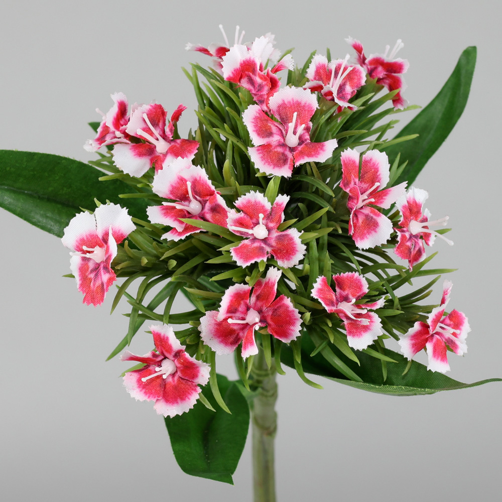 12.5" DIANTHUS,BEAUTY