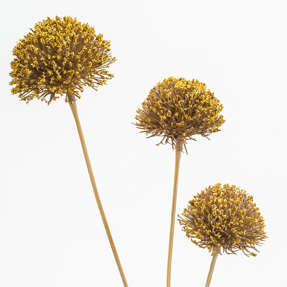 25" ALLIUM SPRAY,MUSTARD