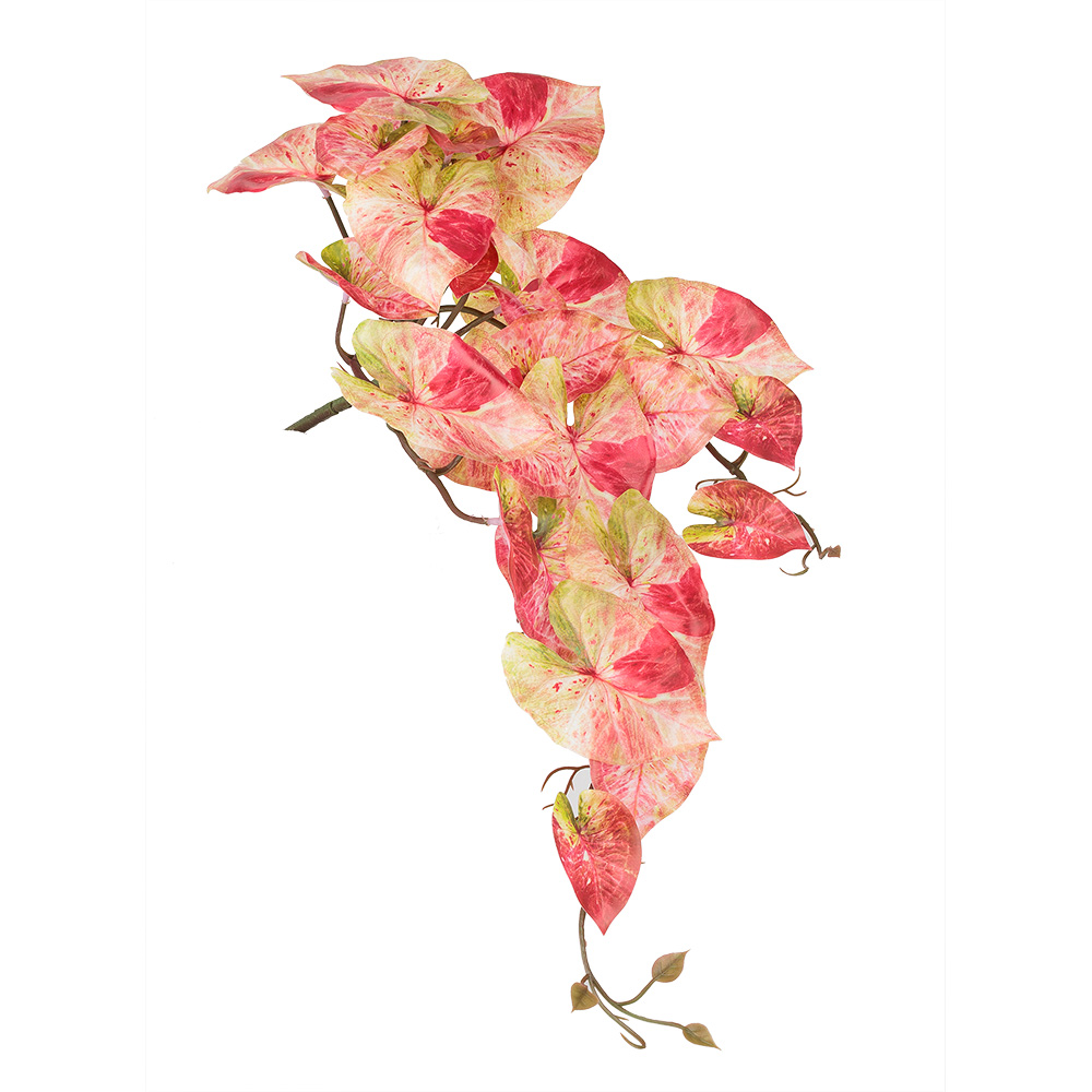 21" HANGING CALADIUM BUSH