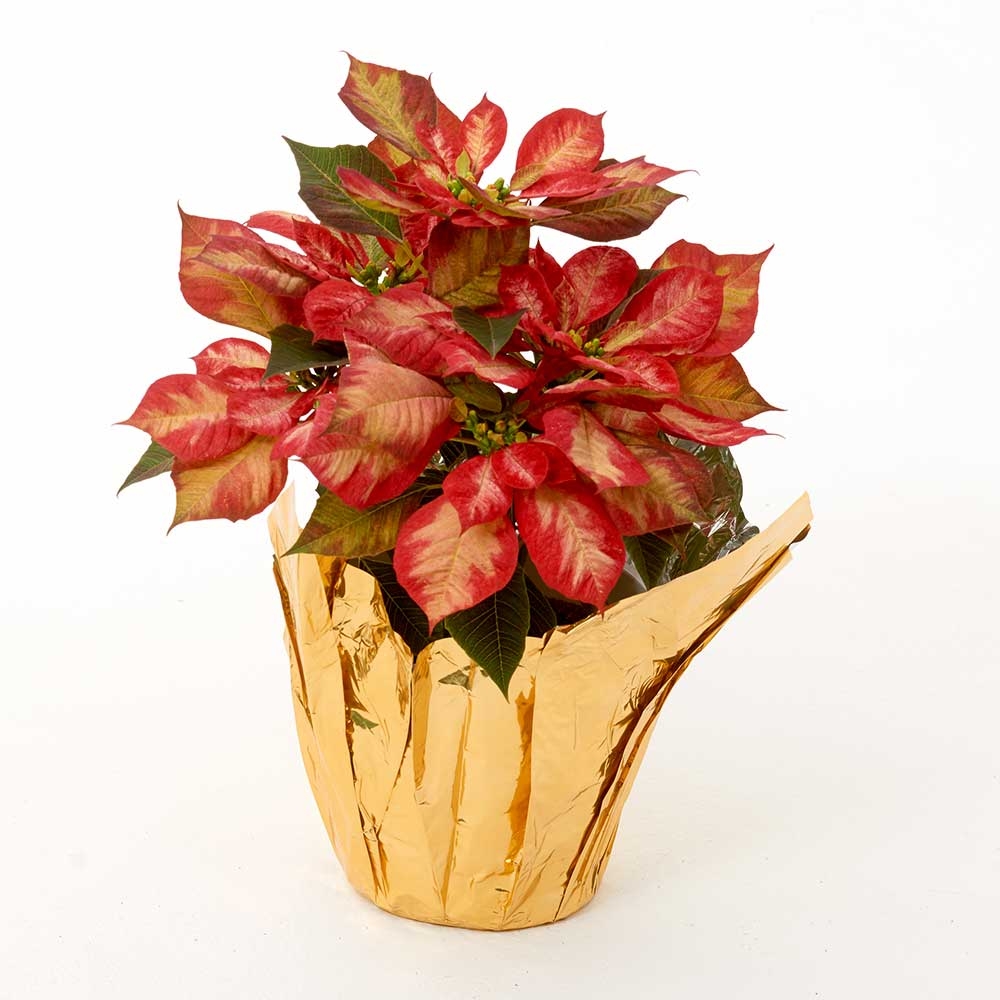 4" Foil Pot Cover Floral Supply Syndicate Floral Gift Basket and
