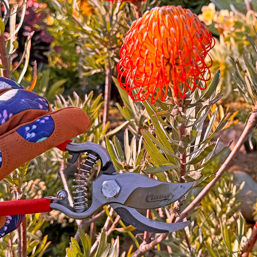 PRUNING SHEARS Contributed by Floral Supply Syndicate